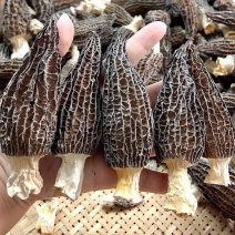 羊肚菌选货煲汤1斤包邮量大优惠