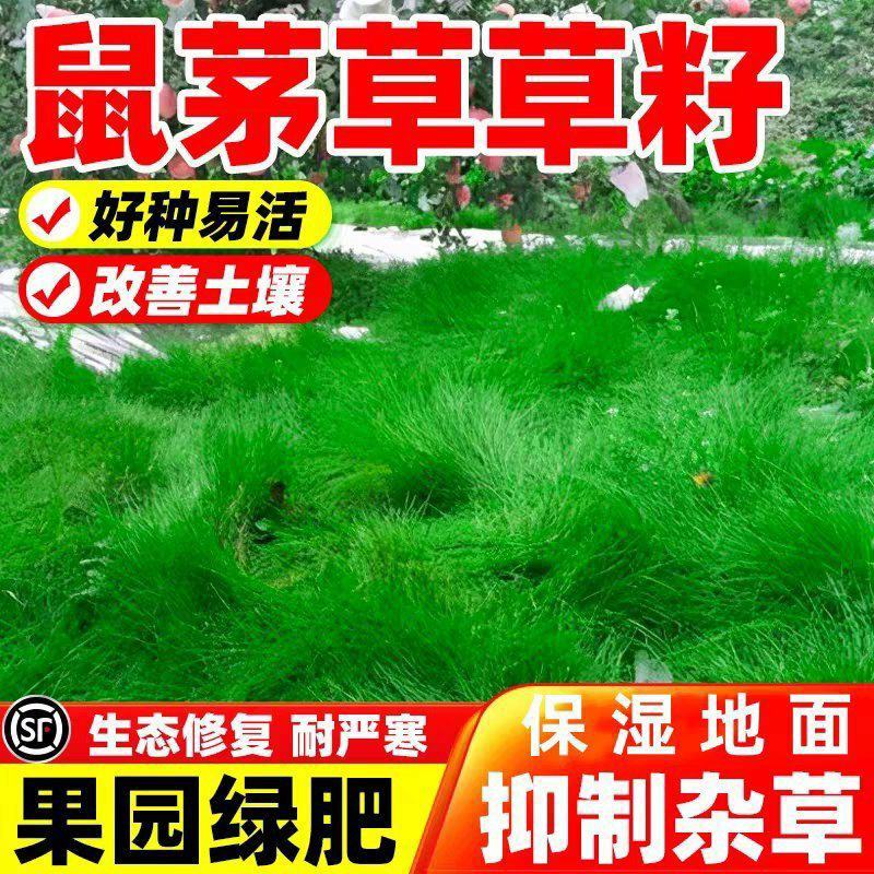 鼠茅草草籽种子厂家一手货源发货量大价格便宜欢迎咨询