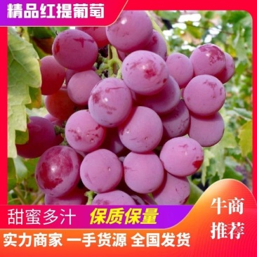 精品红提葡萄，基地直发，鲜货供应全国超市批发市场