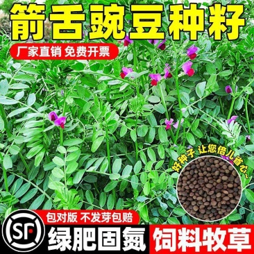 精品箭舌豌豆种子厂家发货一手货源批发品质保证欢迎咨询