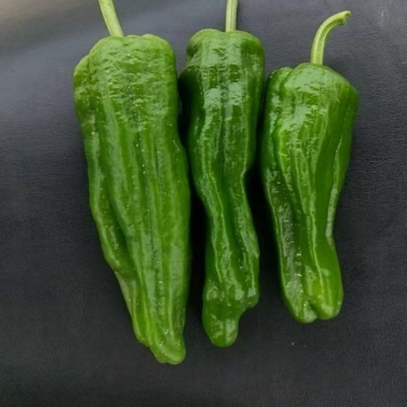 湖北精品芜湖椒大量上市品质保证量大从优一手货源