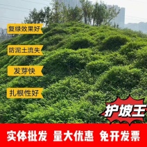 护坡王厂家发货一手货源批发品质保证量大价格优惠欢迎下单
