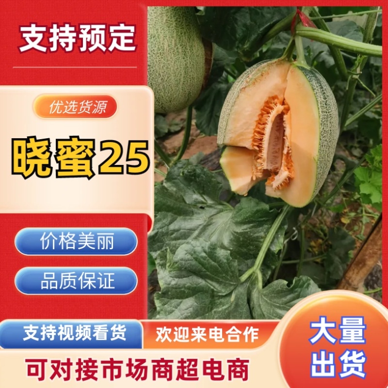 河北精品晓蜜25哈密瓜哈密瓜脆甜多汁新鲜上市量大从优