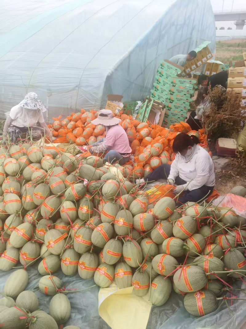 河北精品晓蜜25哈密瓜哈密瓜脆甜多汁新鲜上市量大从优