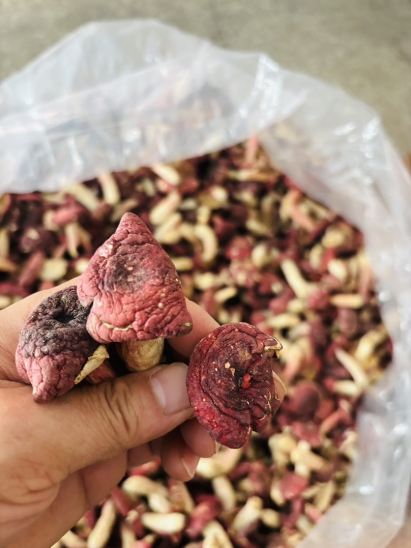 正宗野生红菇深山特产精选红蘑菇菇蕾一斤起批包邮