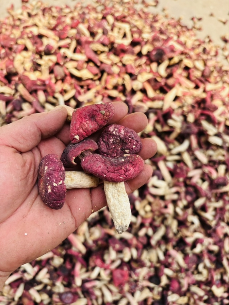 正宗野生红菇深山特产精选红蘑菇菇蕾一斤起批包邮