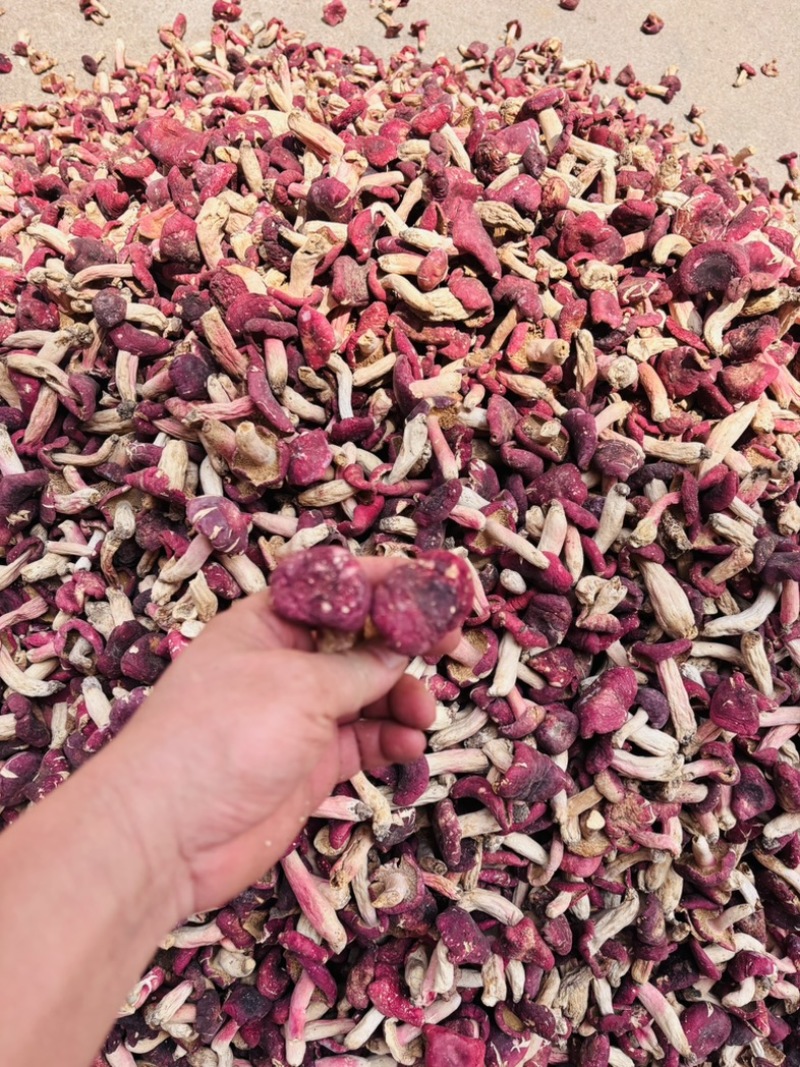 正宗野生红菇深山特产精选红蘑菇菇蕾一斤起批包邮