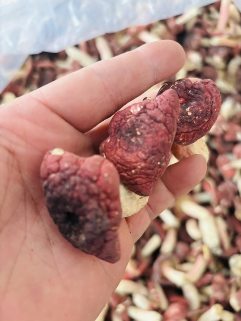 正宗野生红菇深山特产精选红蘑菇菇蕾一斤起批包邮