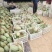 河北精品晓蜜25哈密瓜哈密瓜脆甜多汁新鲜上市量大从优