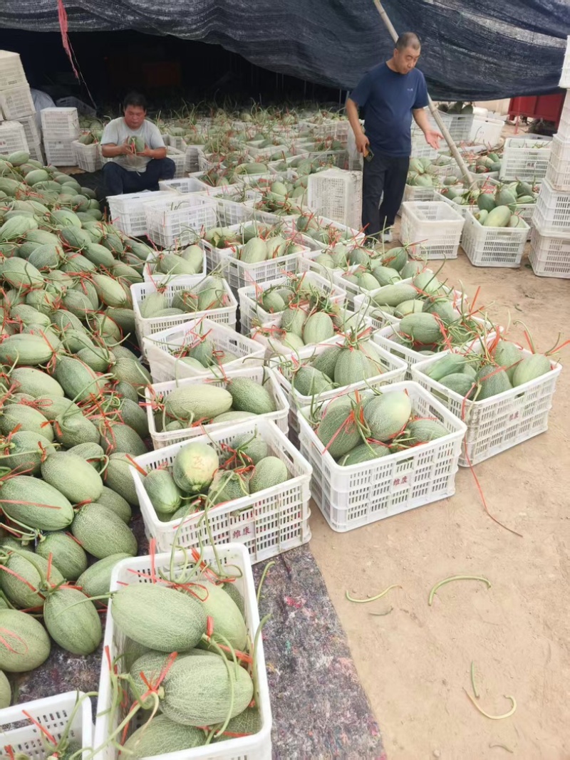 河北精品晓蜜25哈密瓜哈密瓜脆甜多汁新鲜上市量大从优