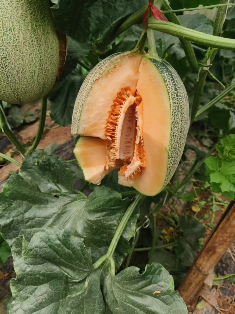 河北精品晓蜜25哈密瓜哈密瓜脆甜多汁新鲜上市量大从优