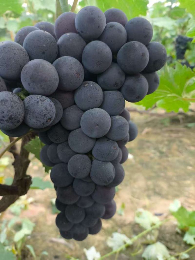 山东省聊城冠县京亚葡萄大量有货