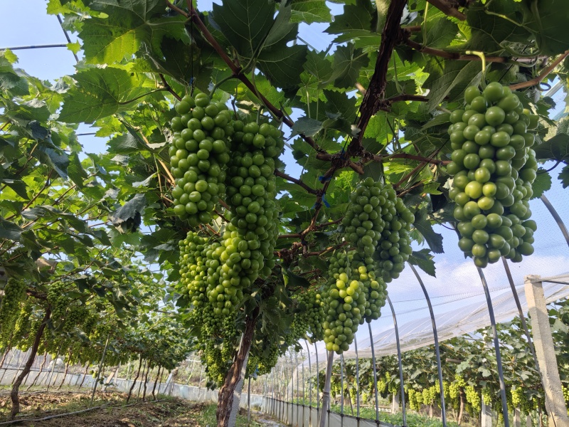 本人有阳光玫瑰少量可以批发希望合作伙伴