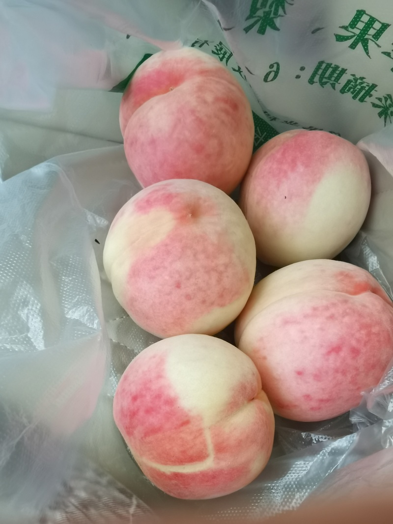 济南柳鑫果业自产直供12万斤高品质冰激凌红毛桃