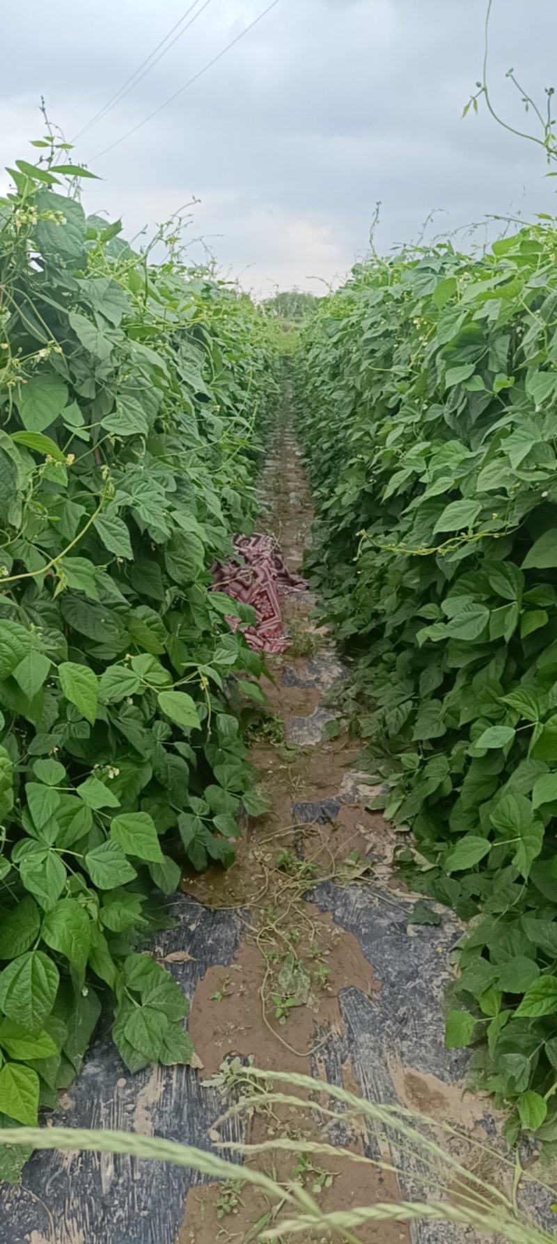 架豆
