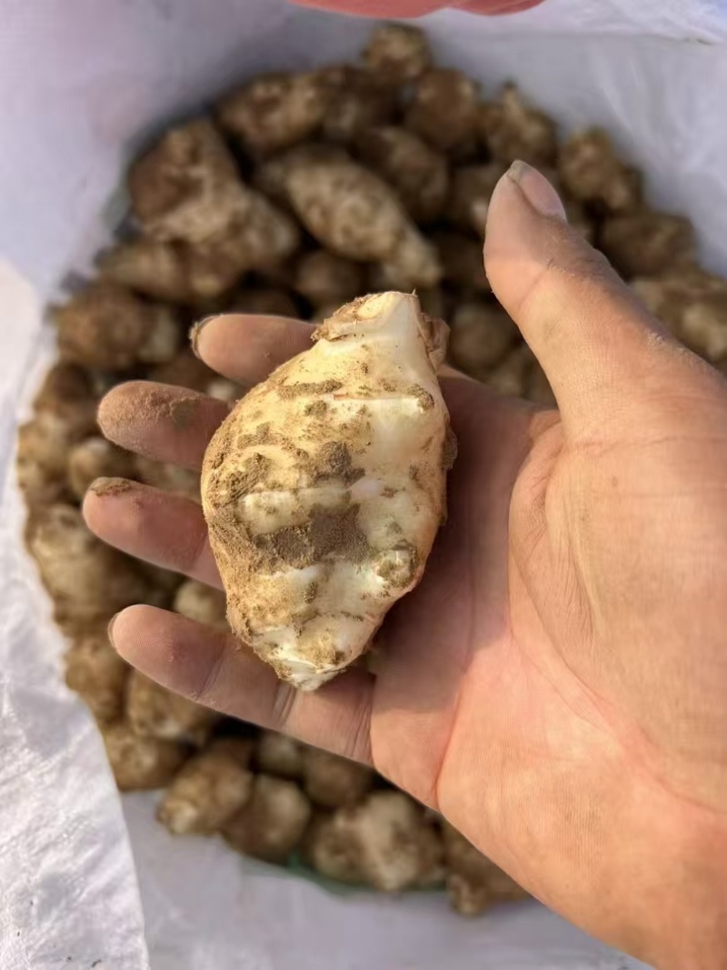【洋姜】河南三门峡精选洋姜天然种植产地直销可视频看货