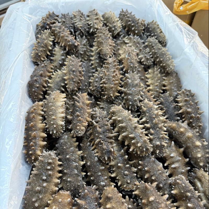 大连鲜食海参批发可代加工规格全专卖店**品