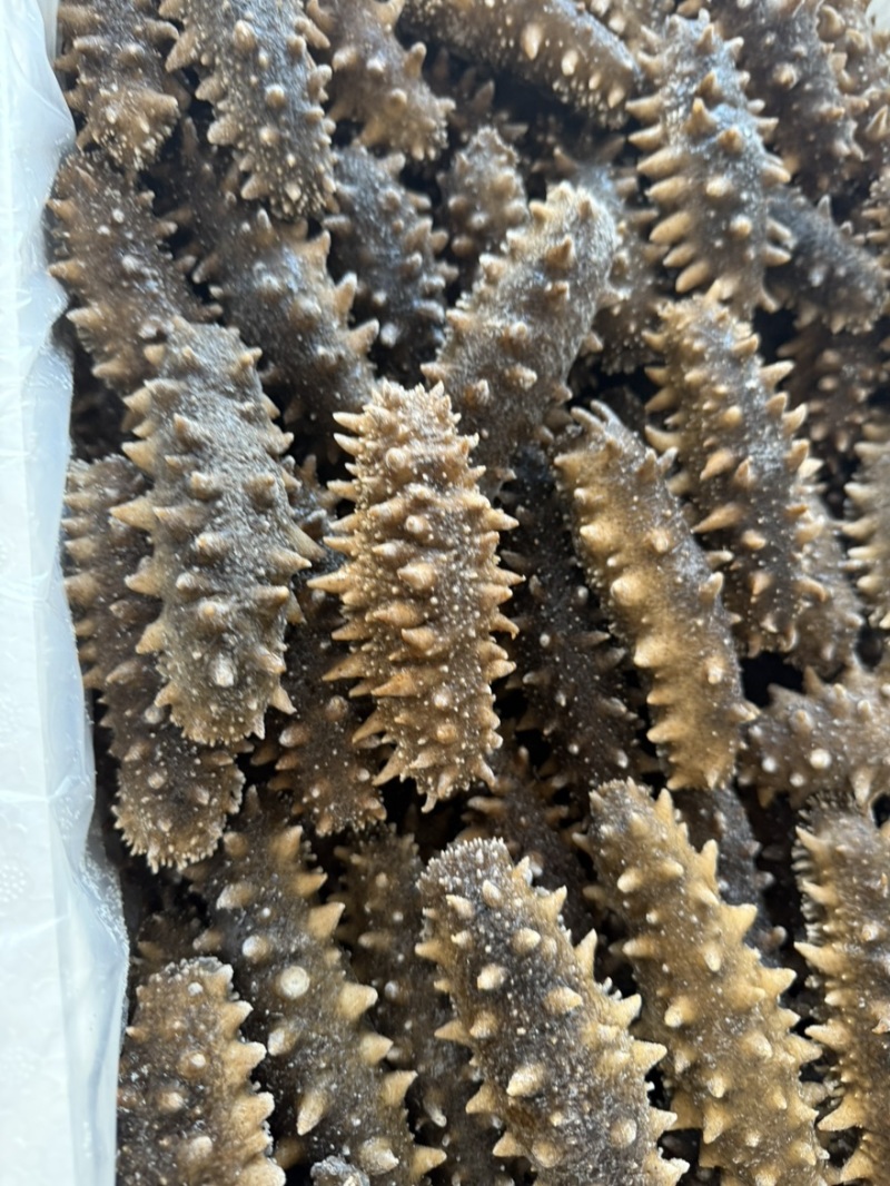 大连鲜食海参批发可代加工规格全专卖店**品