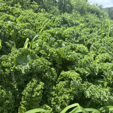 羽衣甘蓝荷兰进口冬宝