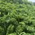 羽衣甘蓝荷兰进口冬宝