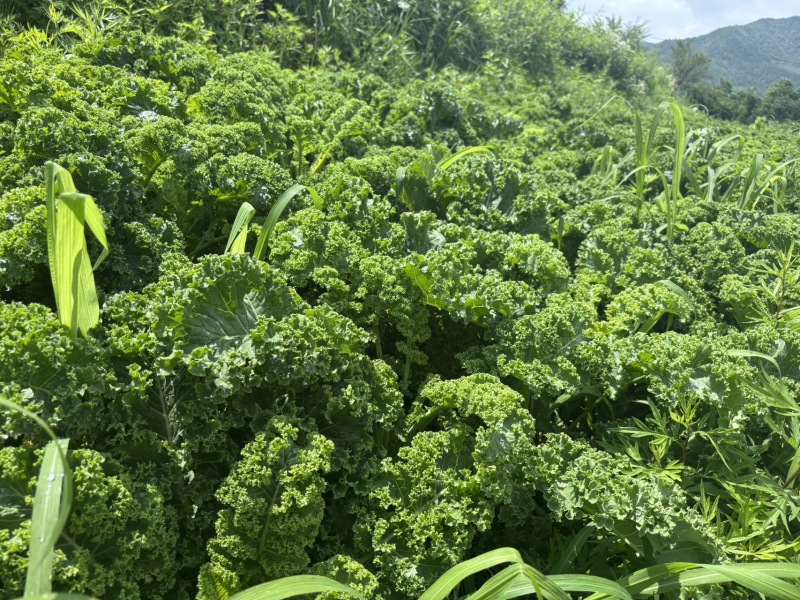 羽衣甘蓝荷兰进口冬宝