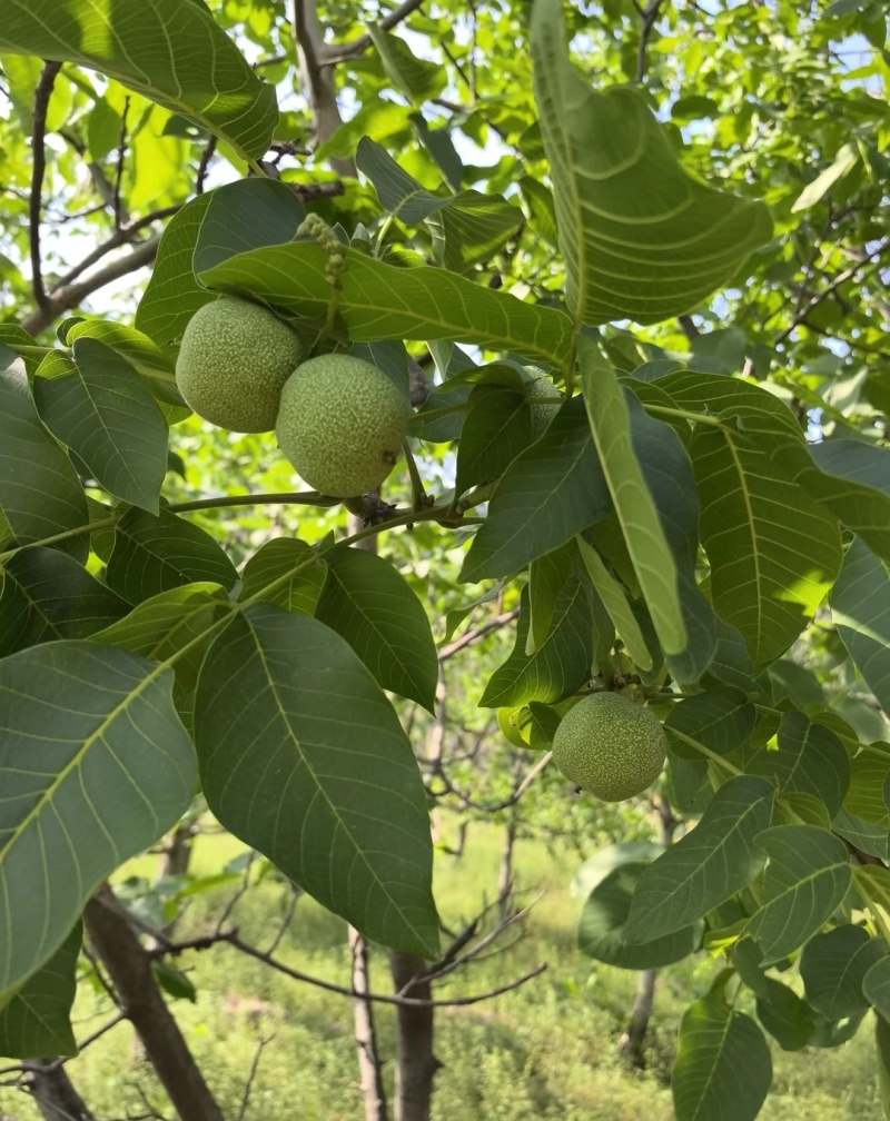 ***绿皮湿核桃。