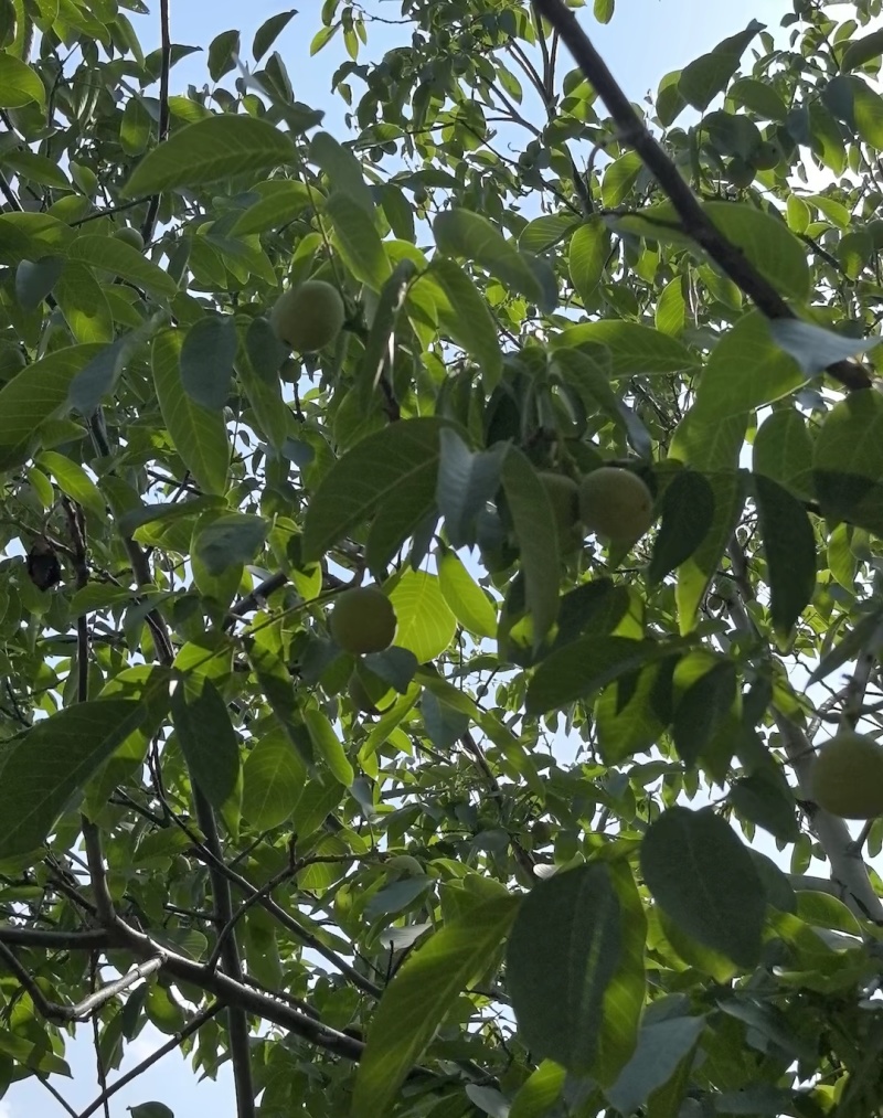 ***绿皮湿核桃。