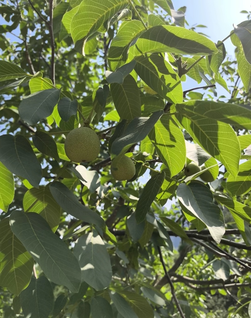 ***绿皮湿核桃。