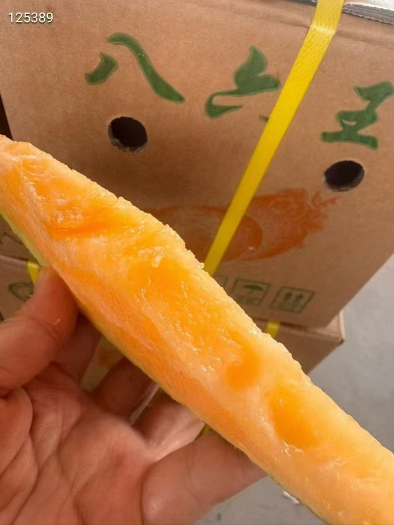 【精品】新疆哈密瓜伽师瓜八六王大量上市口感好糖度高！