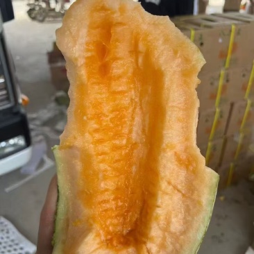 【精品】新疆哈密瓜伽师瓜八六王大量上市口感好糖度高！