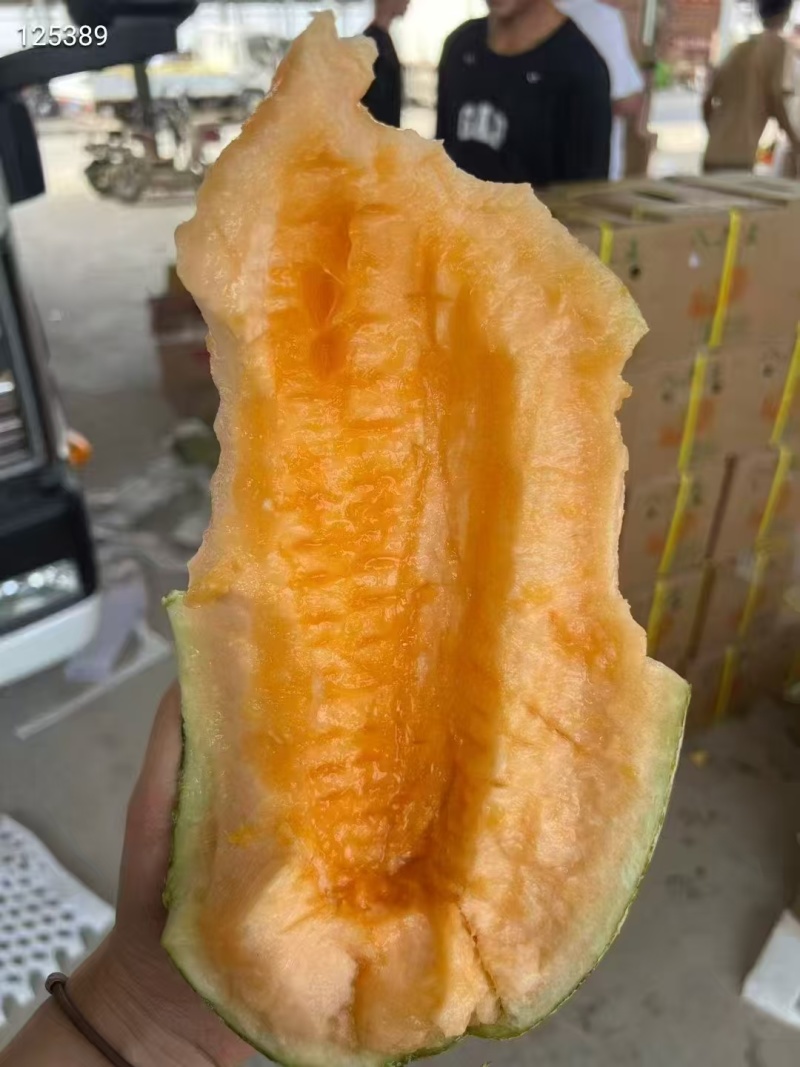 【精品】新疆哈密瓜伽师瓜八六王大量上市口感好糖度高！