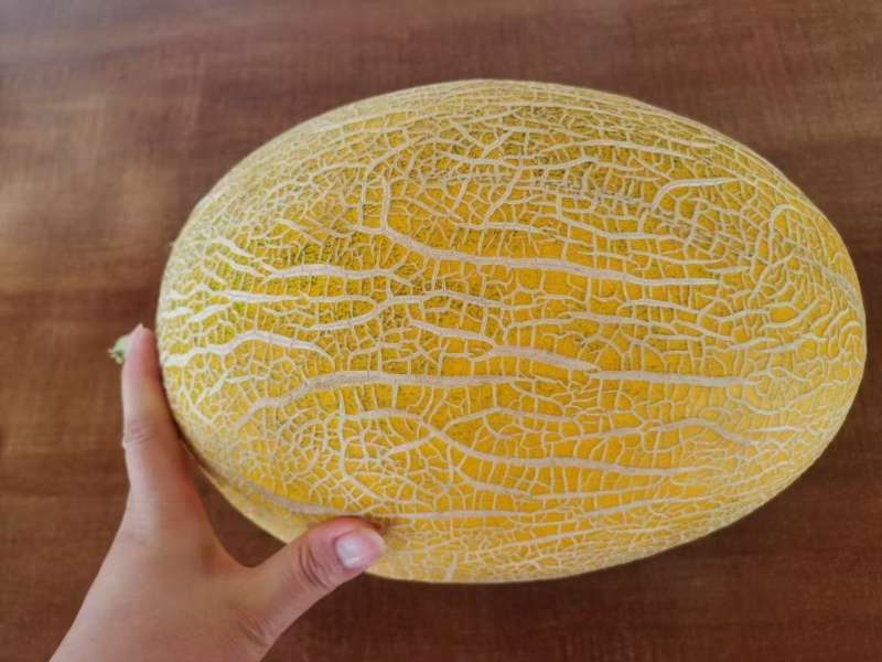 【精品】新疆哈密瓜伽师瓜八六王大量上市口感好糖度高！