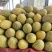 【精品】新疆哈密瓜伽师瓜八六王大量上市口感好糖度高！