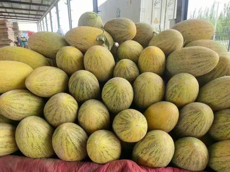 【精品】新疆哈密瓜伽师瓜八六王大量上市口感好糖度高！