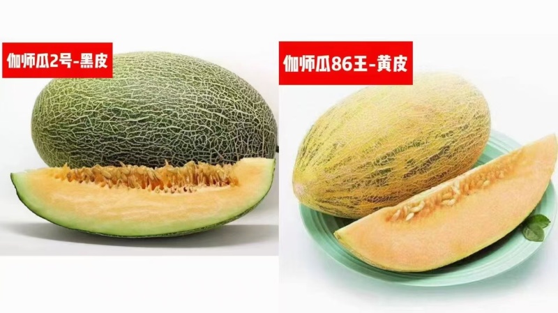 【精品】新疆哈密瓜伽师瓜八六王大量上市口感好糖度高！