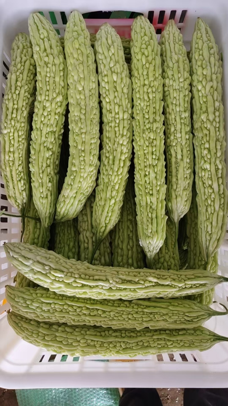 苦瓜油瓜需要联系