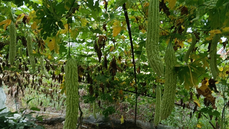 苦瓜油瓜需要联系