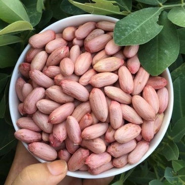 鲁花8号花生，个大粒饱，新鲜无壳，量大可优惠！