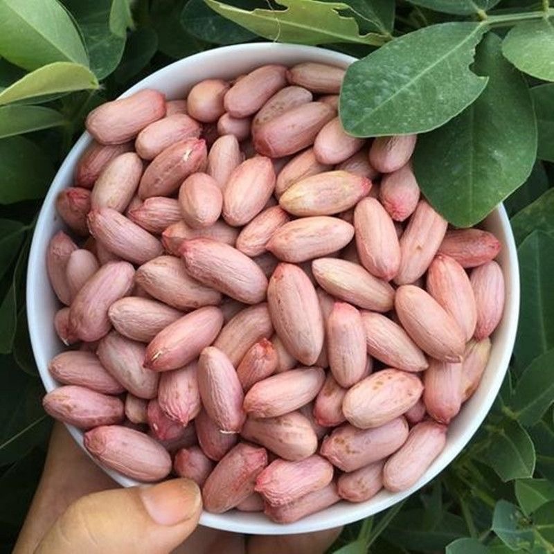 鲁花8号花生，个大粒饱，新鲜无壳，量大可优惠！