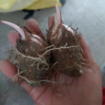 芋艿自家种植的芋艿新鲜现挖芋艿当天挖当天发