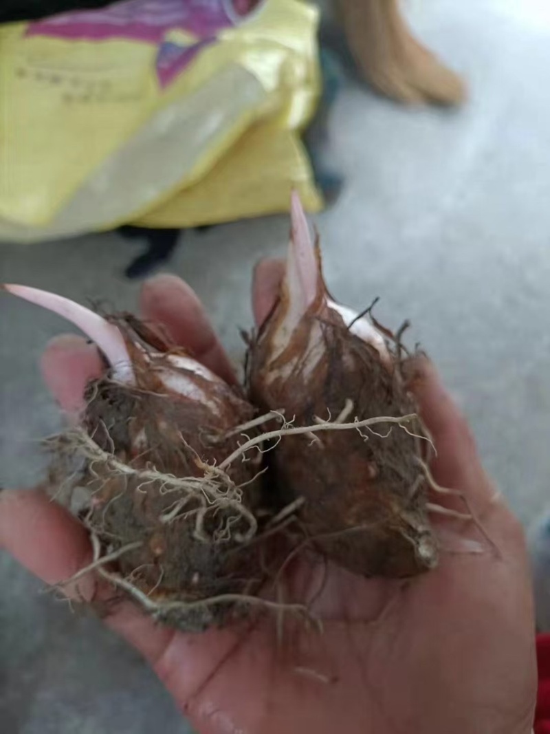 芋艿自家种植的芋艿新鲜现挖芋艿当天挖当天发