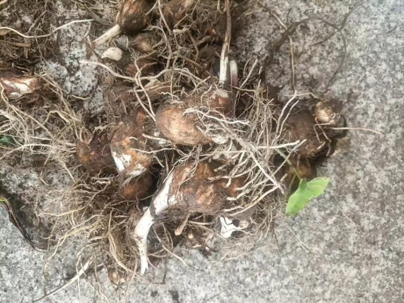 芋艿自家种植的芋艿新鲜现挖芋艿当天挖当天发