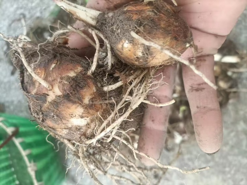芋艿自家种植的芋艿新鲜现挖芋艿当天挖当天发