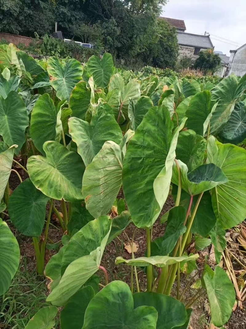 芋艿自家种植的芋艿新鲜现挖芋艿当天挖当天发