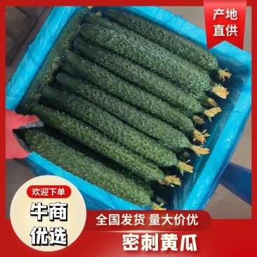 山东精品黄瓜，密刺黄瓜，价格优惠，对接电商