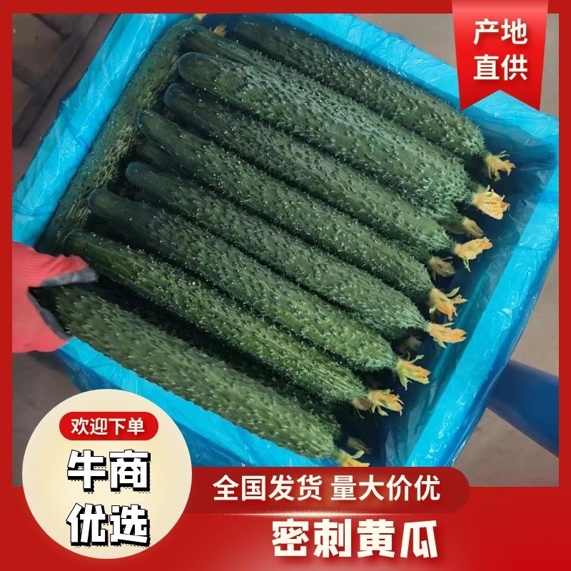 山东精品黄瓜，密刺黄瓜，价格优惠，对接电商