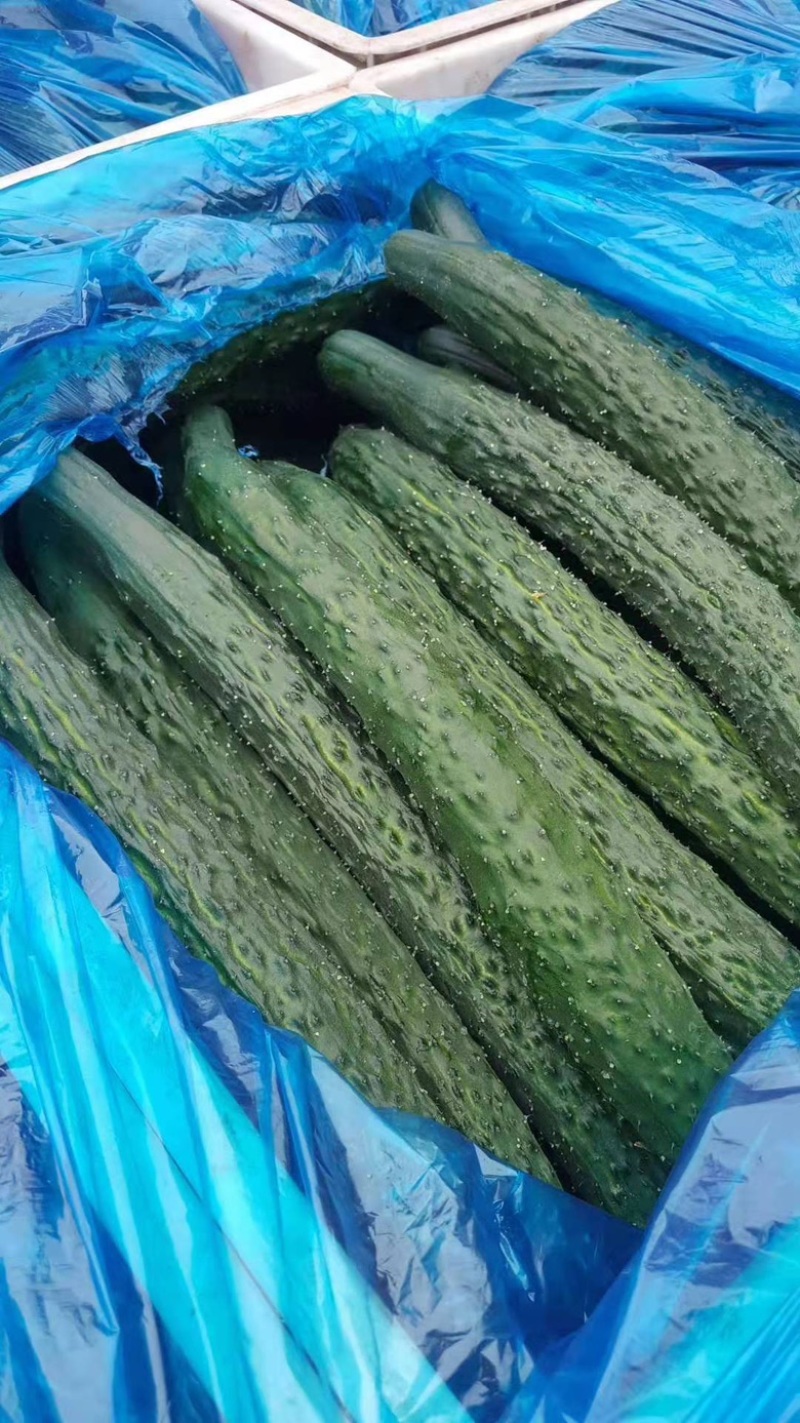 山东精品黄瓜，密刺黄瓜，价格优惠，对接电商