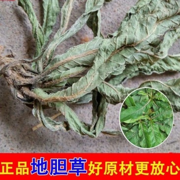 广西野生新晒地胆头地胆草干货无硫量大从优