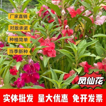 凤仙花种子厂家发货一手货源批发品质保证价格便宜欢迎下单