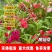 凤仙花种子厂家发货一手货源批发品质保证价格便宜欢迎下单